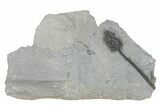 Fossil Crinoid (Nipterocrinus) - Monroe County, Indiana #231984-1